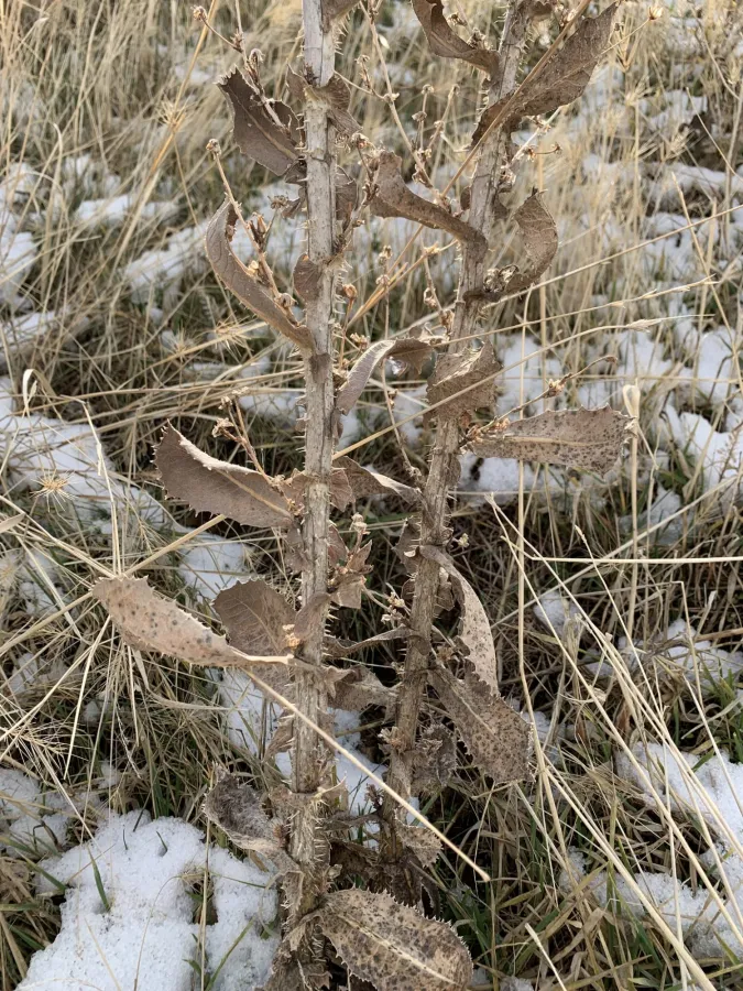 Lactuca aculeata