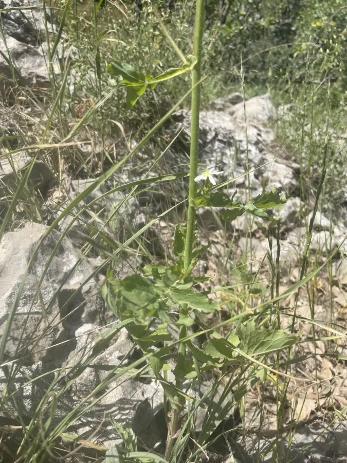 Lactuca hispida