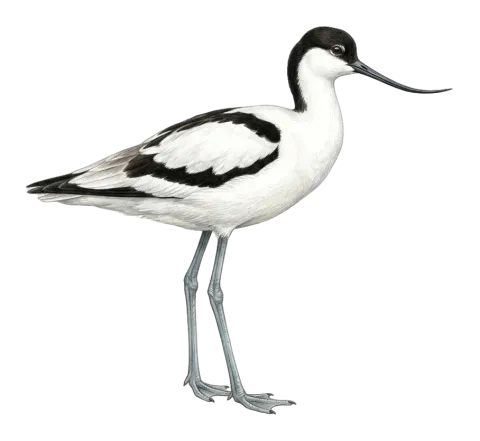 Pied Avocet