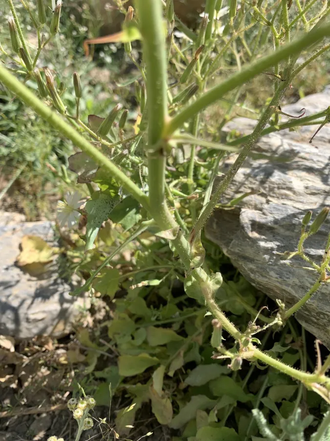 Lactuca hispida