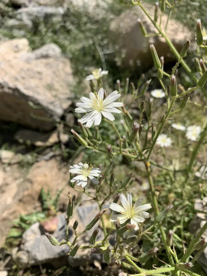 Lactuca hispida