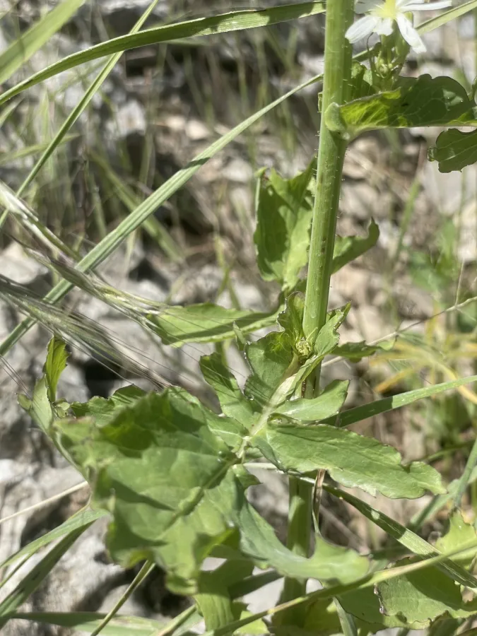 Lactuca hispida