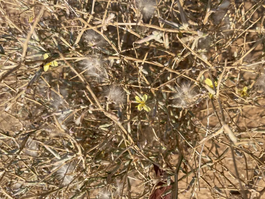 Lactuca orientalis