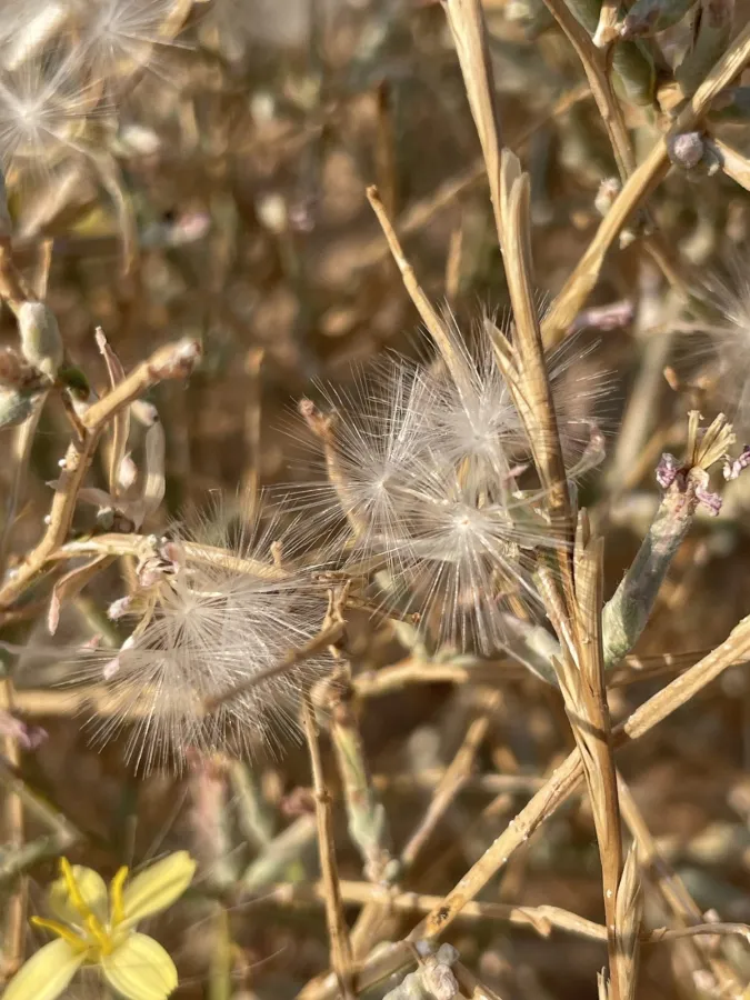 Lactuca orientalis