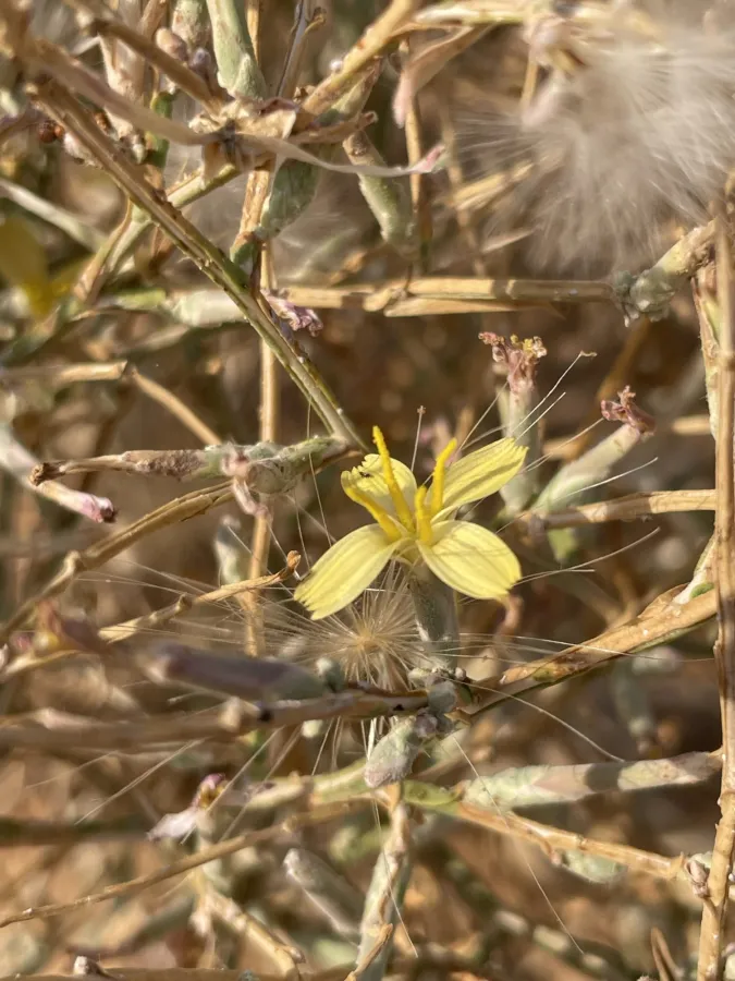 Lactuca orientalis