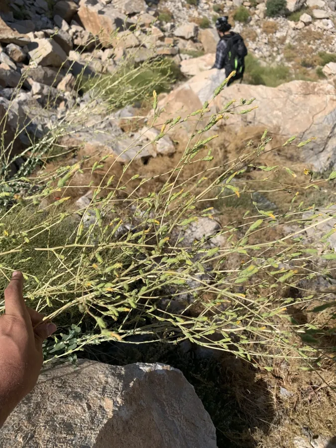 Lactuca scarioloides