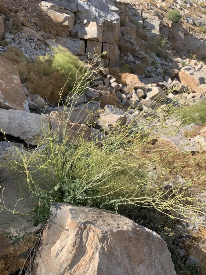 Lactuca scarioloides