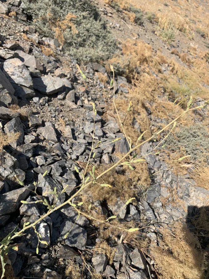 Lactuca scarioloides