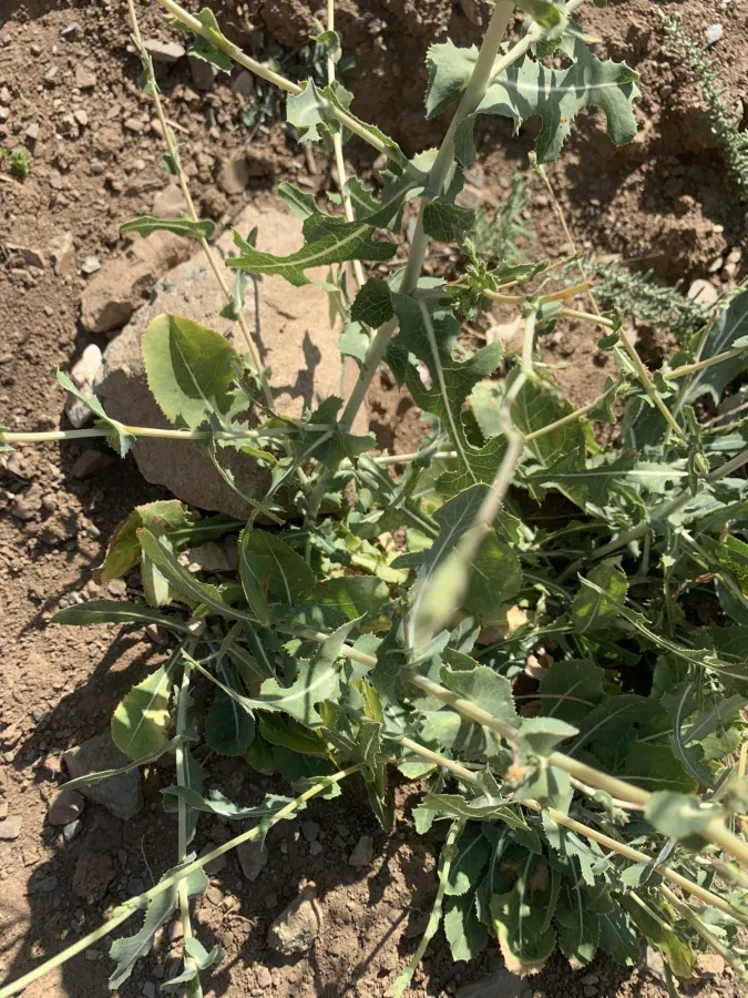 Lactuca scarioloides