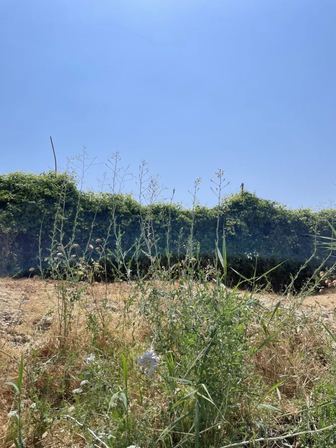 Lactuca serriola