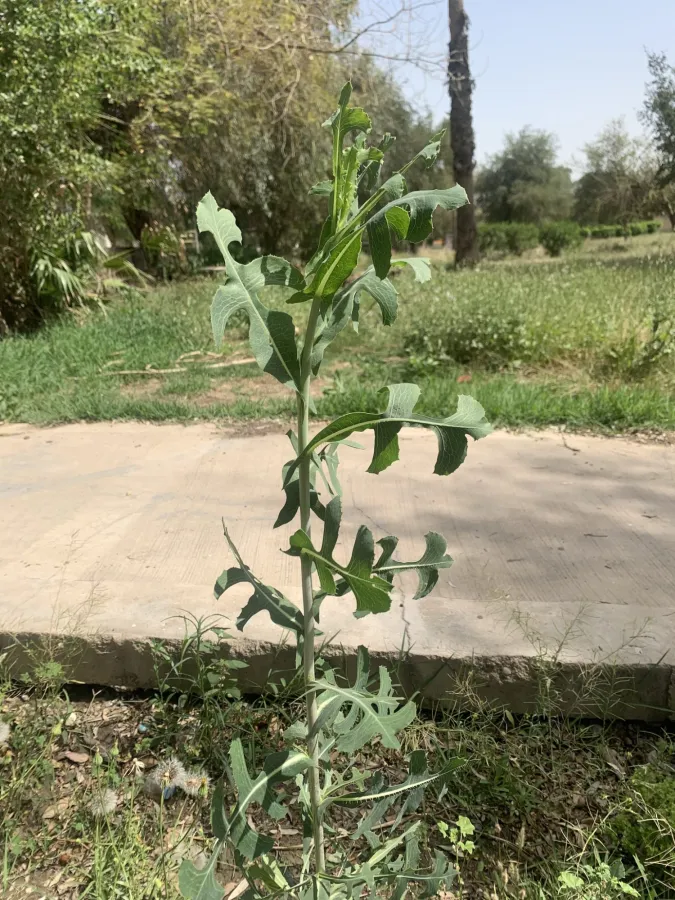 Lactuca serriola