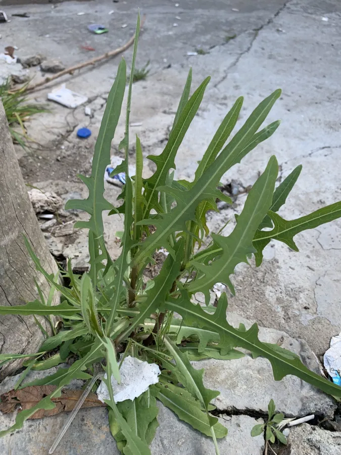 Lactuca serriola