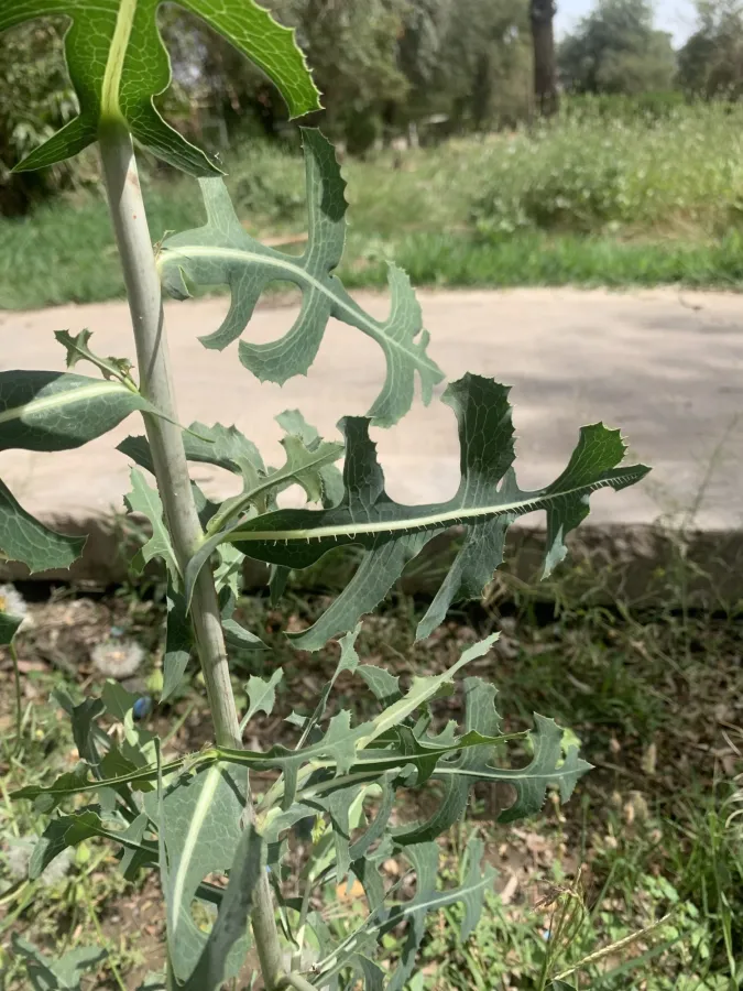Lactuca serriola