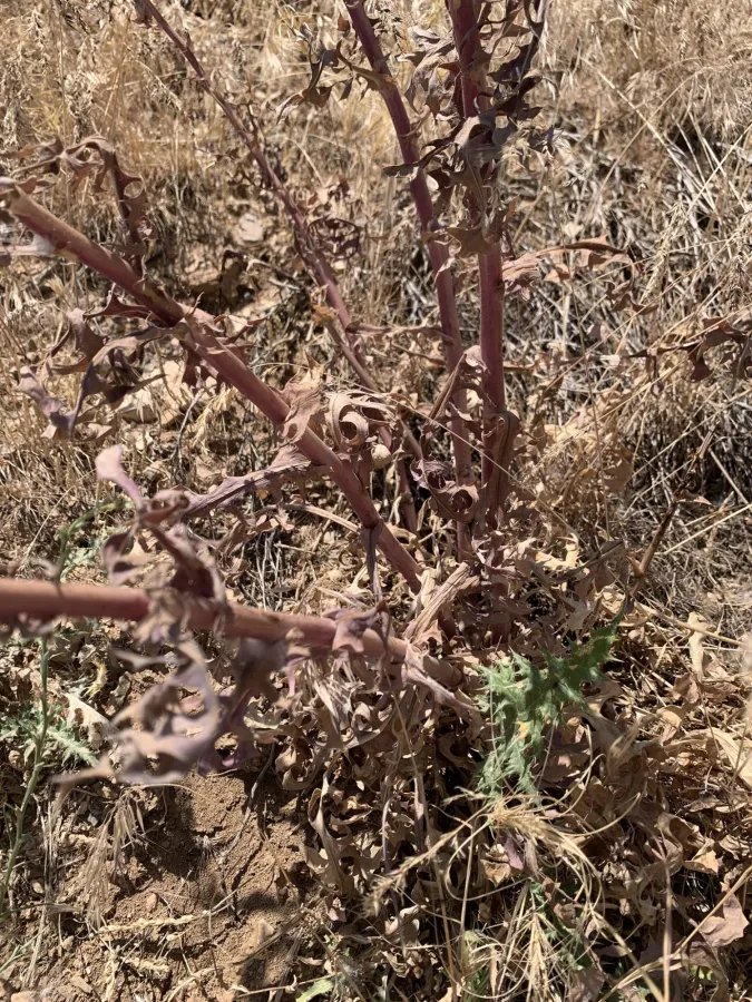 Lactuca tuberosa