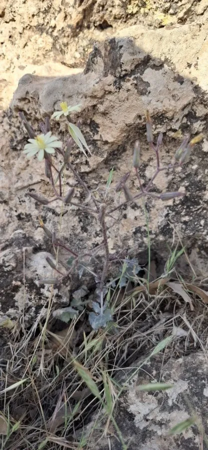 Lactuca tuberosa