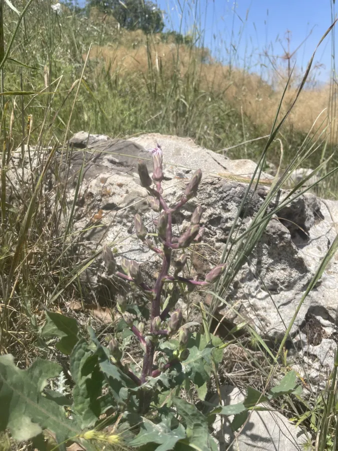 Lactuca tuberosa