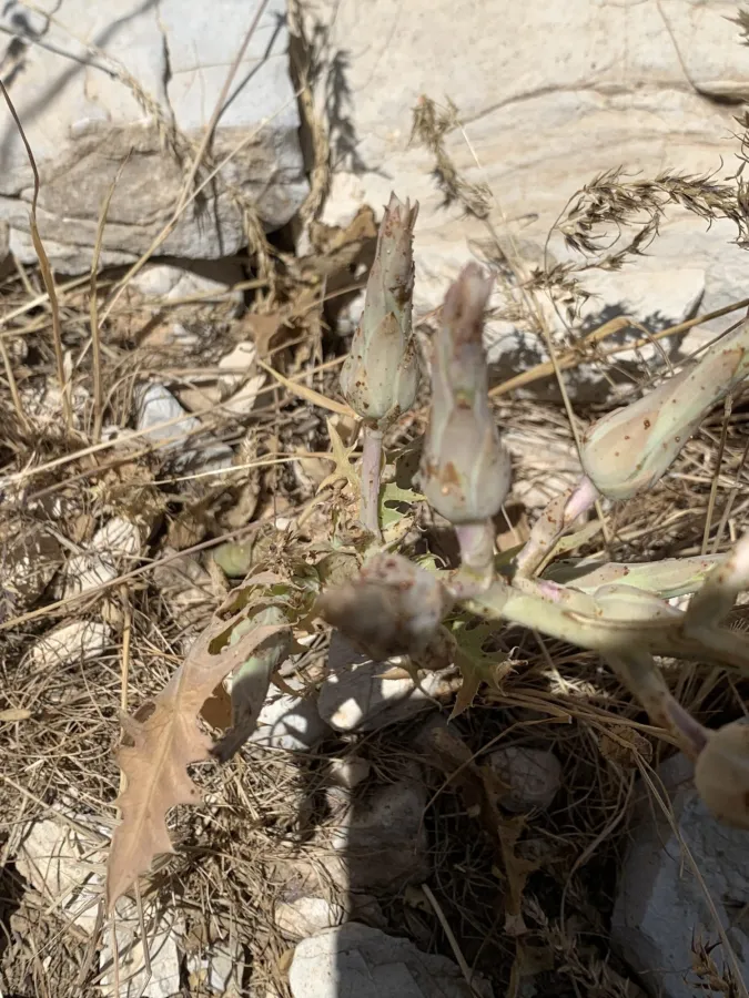 Lactuca tuberosa