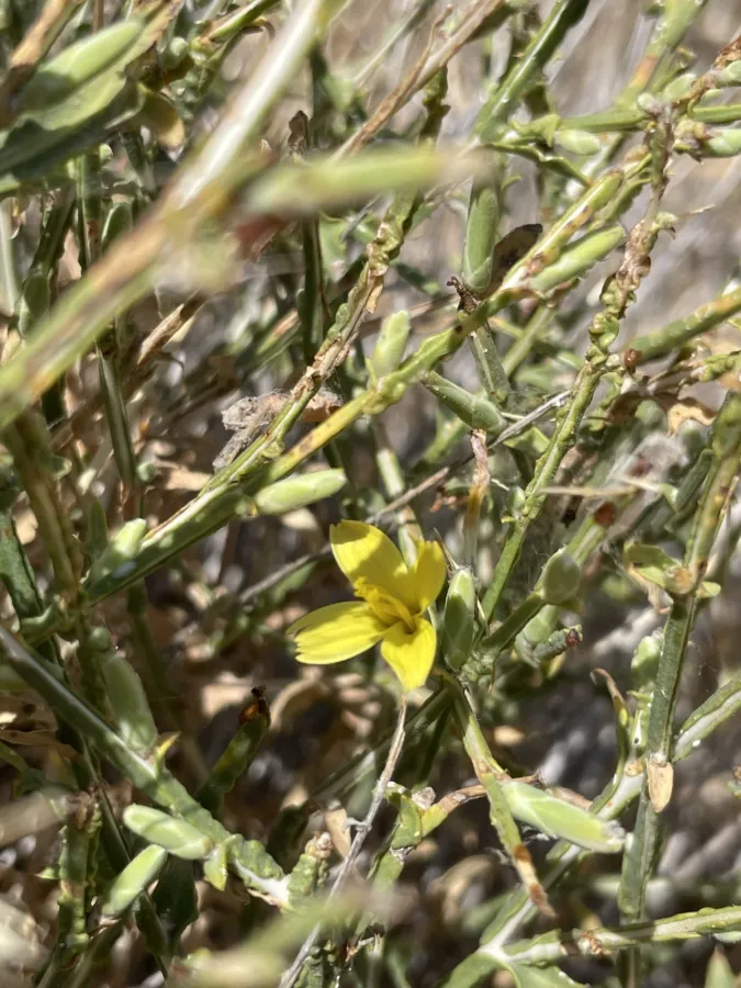 Lactuca viminea