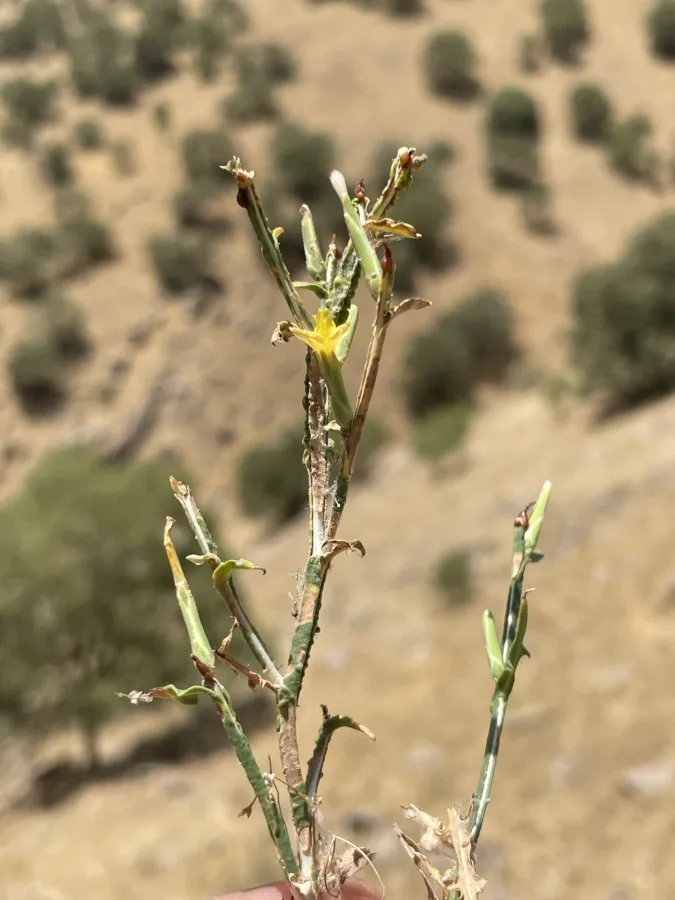 Lactuca viminea