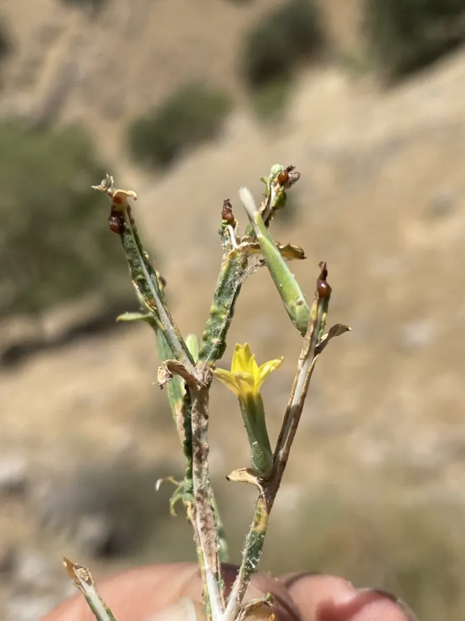 Lactuca viminea