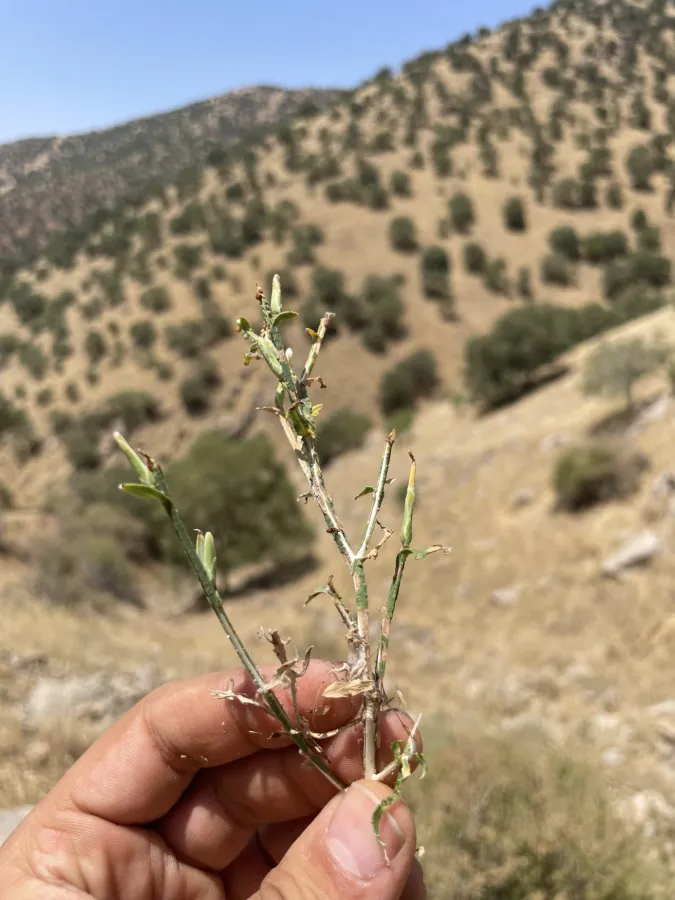 Lactuca viminea
