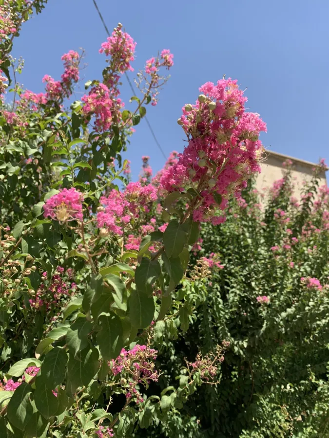 Lagerstroemia indica