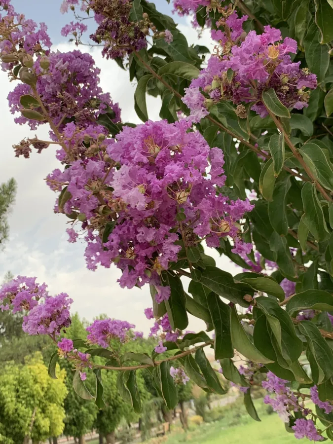 Lagerstroemia indica