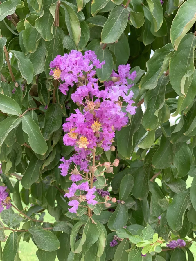 Lagerstroemia indica