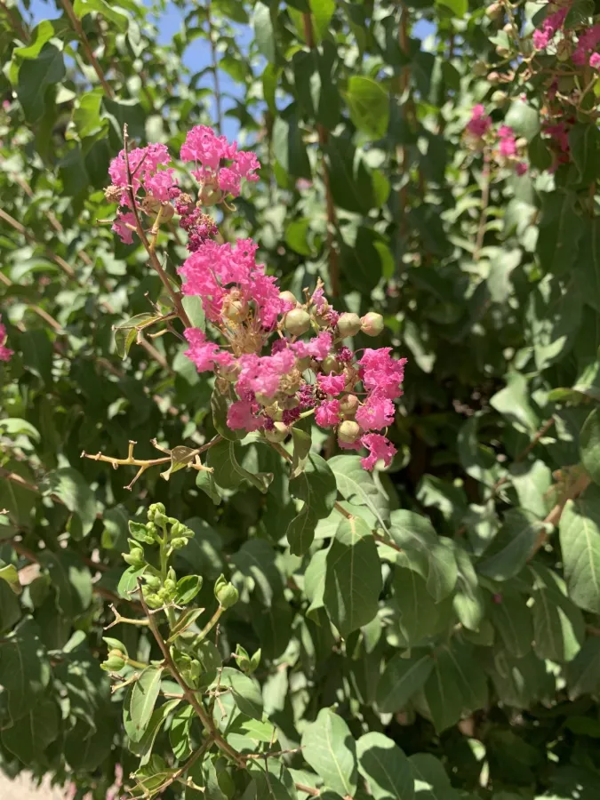 Lagerstroemia indica