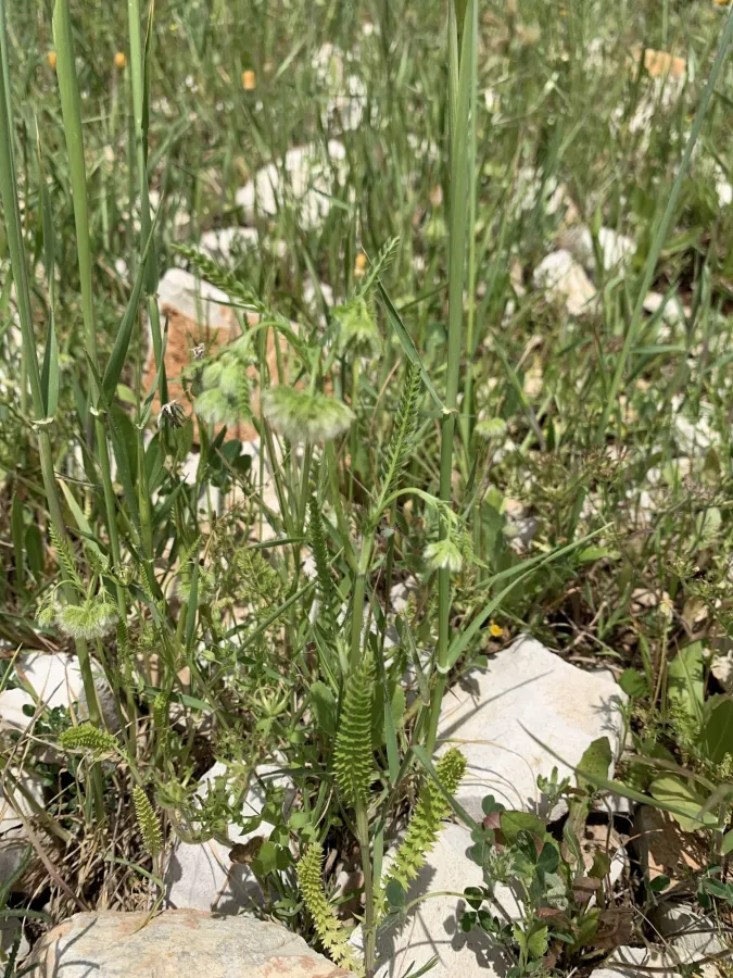 Lagoecia cuminoides