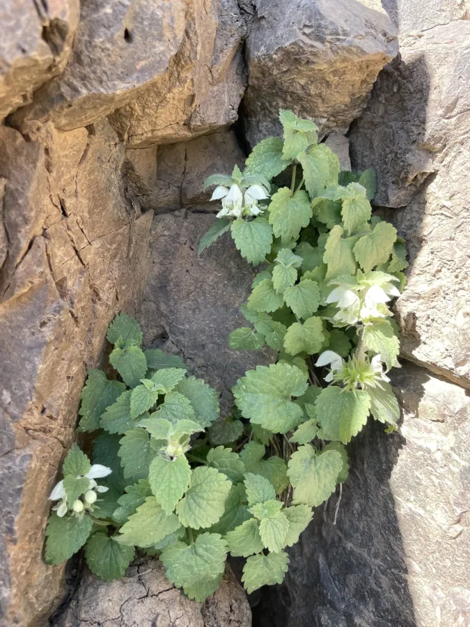 Lamium album