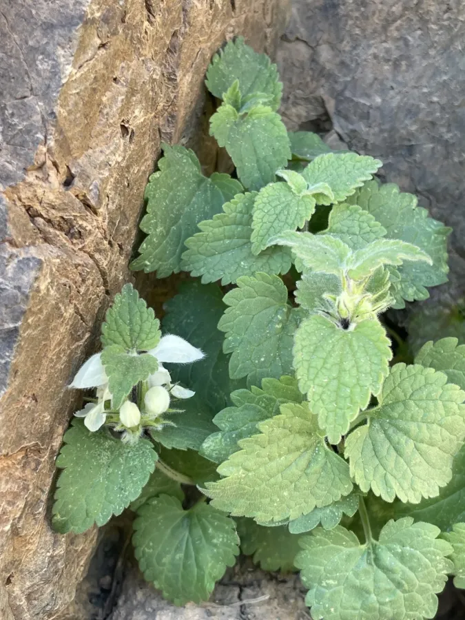Lamium album