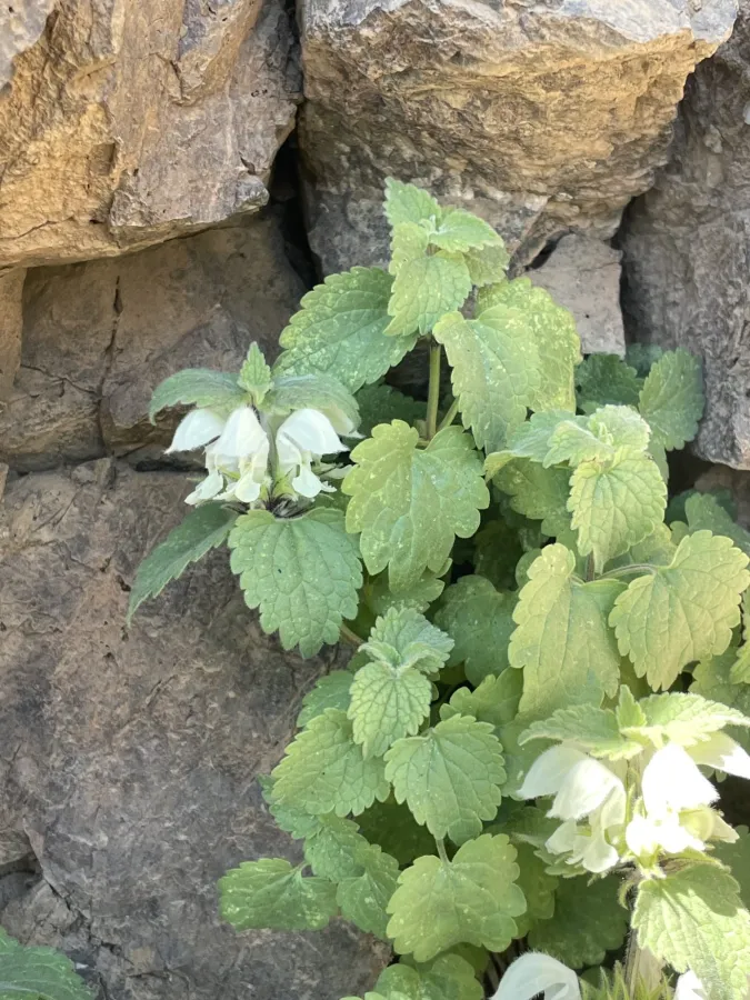 Lamium album