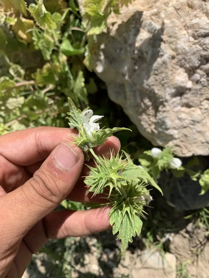 Lamium album