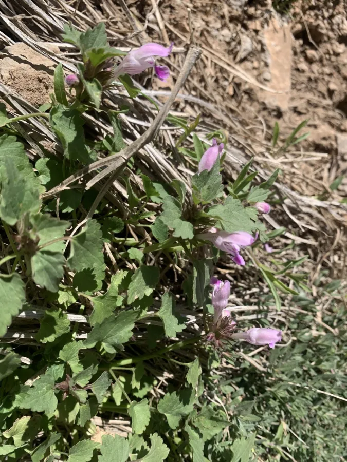 Lamium garganicum