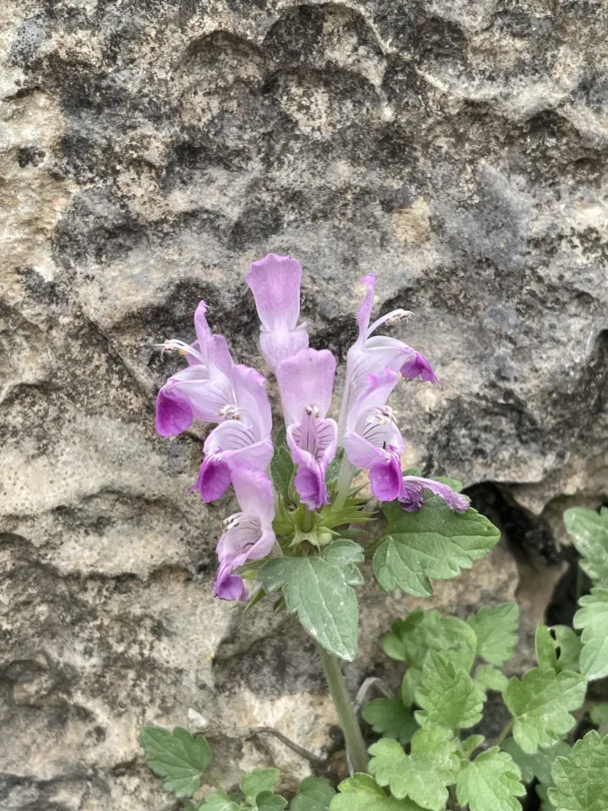 Lamium garganicum