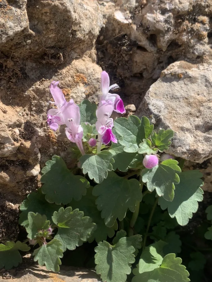Lamium garganicum