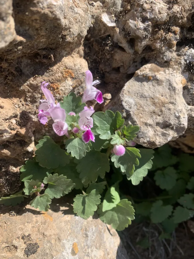 Lamium garganicum