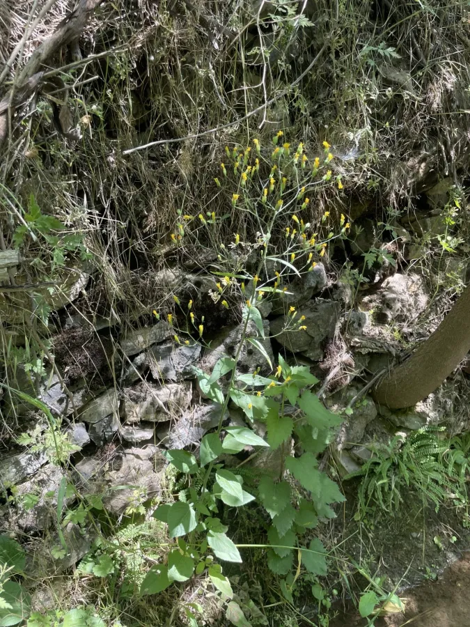 Lapsana communis