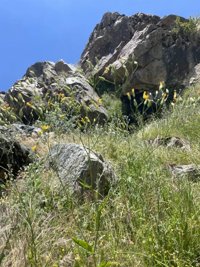 Lapsana communis