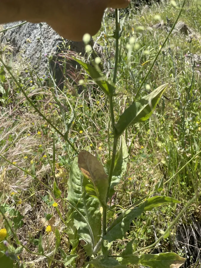Lapsana communis