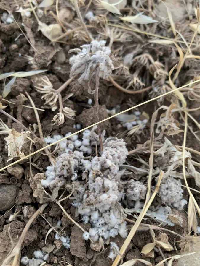 Lasiopogon muscoides