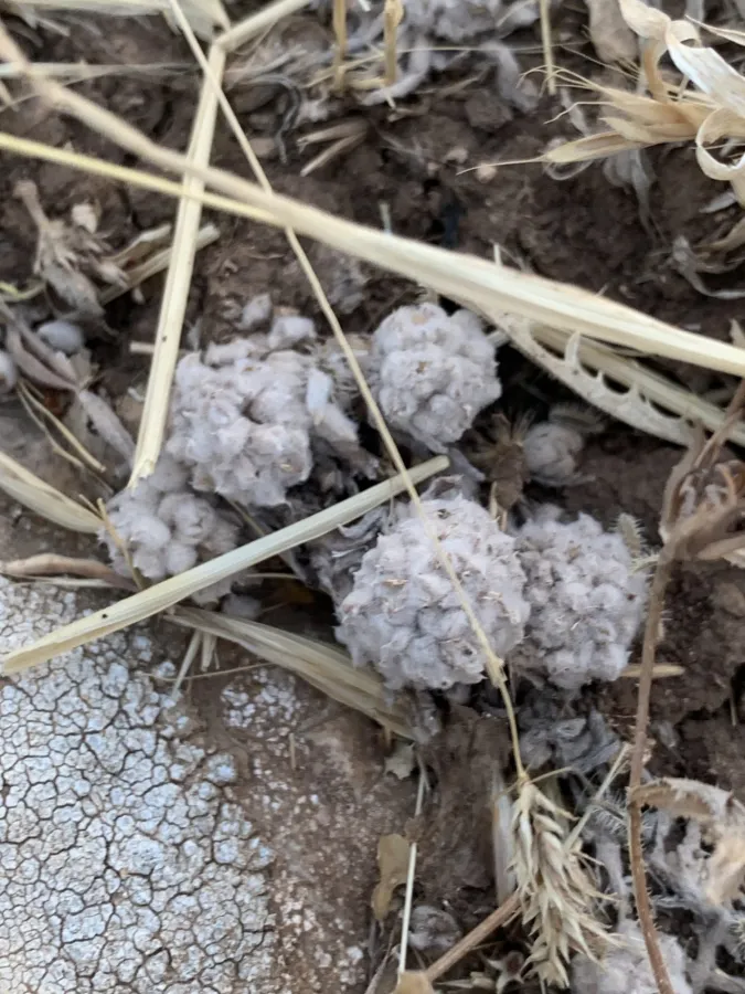 Lasiopogon muscoides