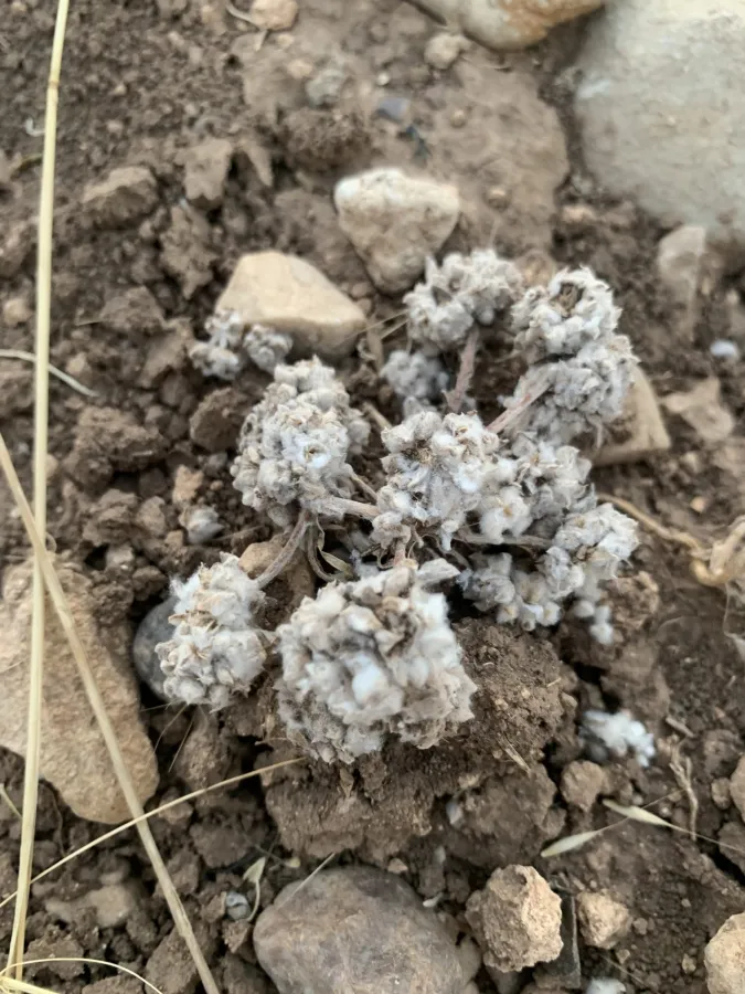 Lasiopogon muscoides