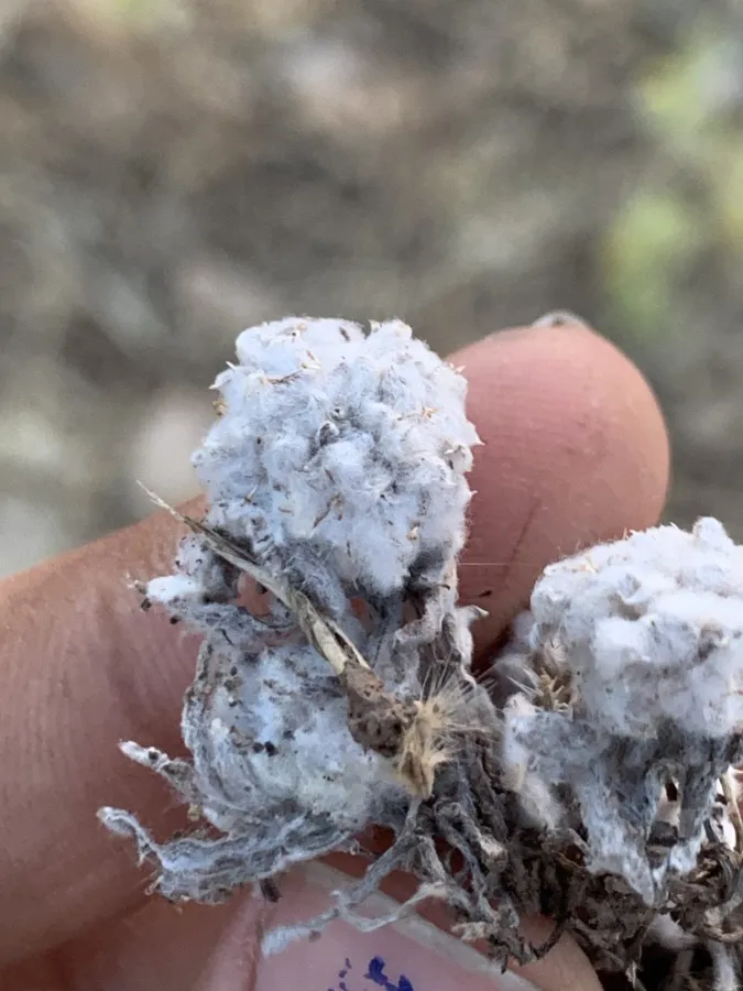 Lasiopogon muscoides