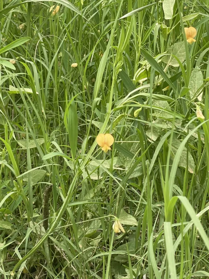 Lathyrus annuus