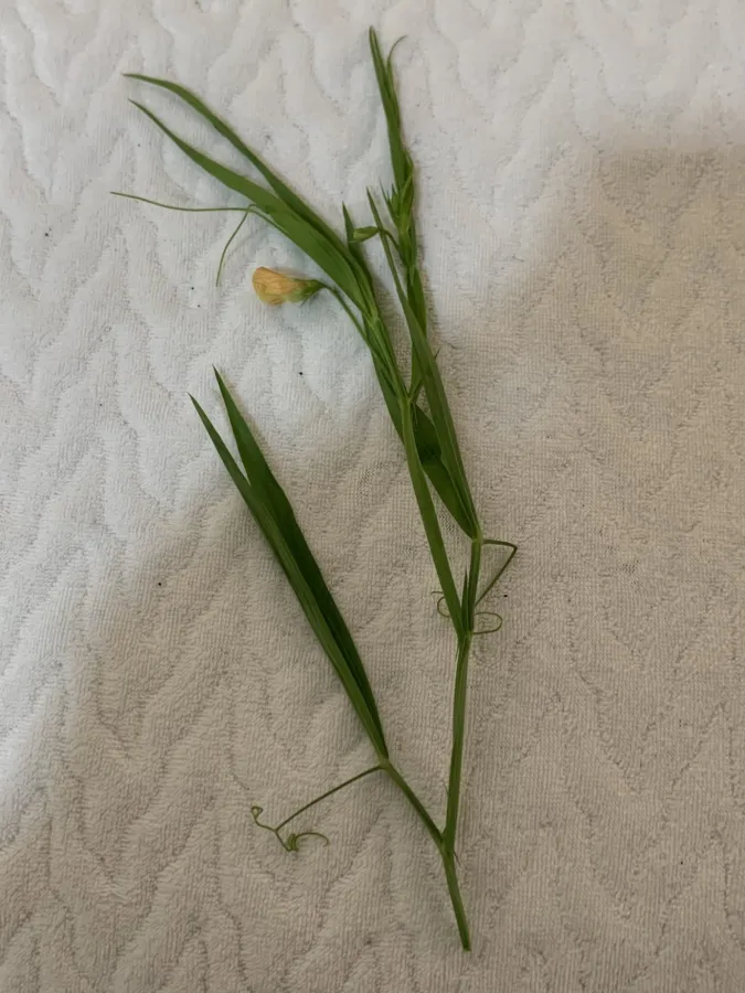 Lathyrus annuus
