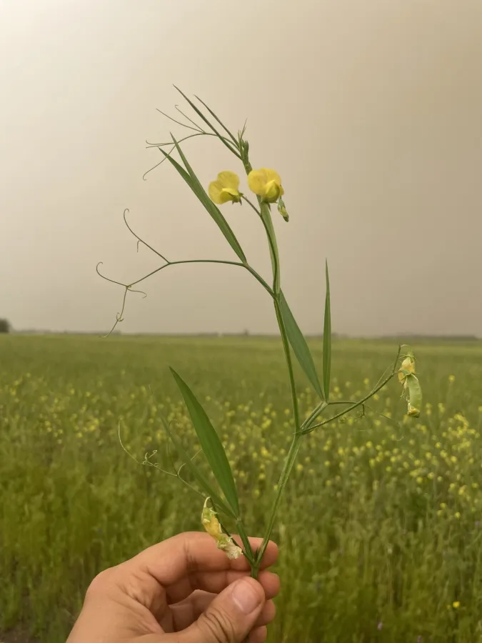 Lathyrus annuus