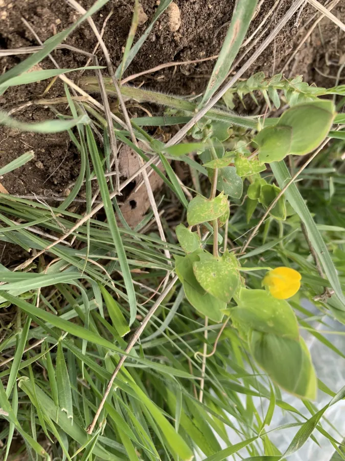 Lathyrus aphaca