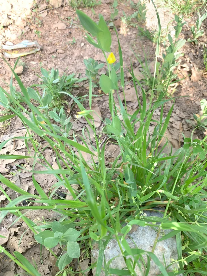 Lathyrus aphaca